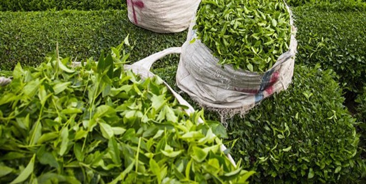 خرید برگ سبز چای به ۳۰ هزارتن رسید/ رکورد بی‌سابقه برداشت چای در یک روز