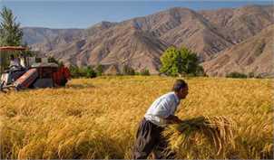 بسیاری از کشاورزان گندم را به دولت ندادند/ چرا شرکت بازرگانی دولتی روی واردات مانور می‌دهد؟