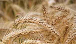 قیمت گندم به هر کیلو ۱۷ هزار تومان اصلاح می‌شود
