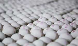 صادرات تخم مرغ ممنوع شد
