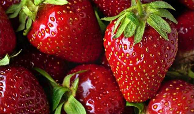 تولید توت‌فرنگی به ۱۲۰ هزارتن می‌رسد