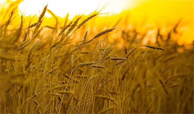 قیمت گندم همچنان نامشخص/ دولت منابع خرید گندم را با ارائه لایحه متمم به مجلس مشخص خواهد کرد
