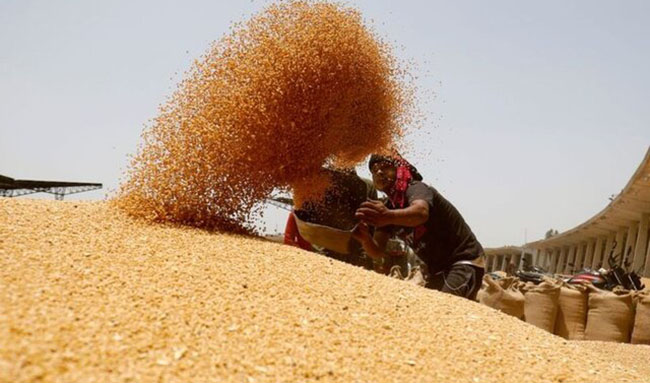 هند برای جلوگیری از افزایش قیمت گندم چه کرد؟