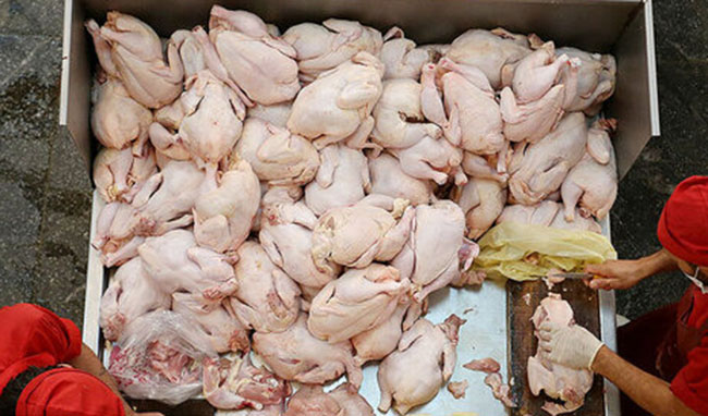 ظرفیت صادرات حدود یک میلیون تن مرغ در سال را داریم/ هماهنگی بین تولید و قیمت ضروری است