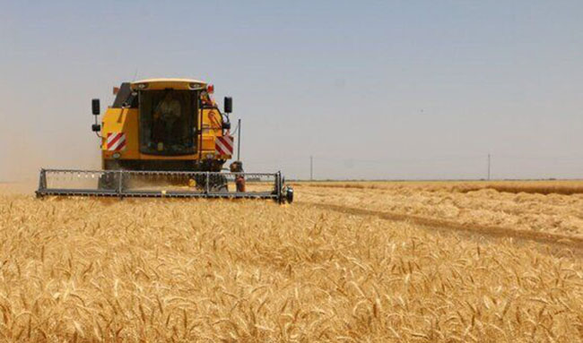 افزایش تولید و خرید گندم؛ از دستاوردهای دولت سیزدهم در بخش کشاورزی