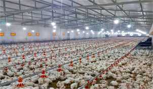 کاهش قیمت جوجه یکروزه/ افزایش تولید مرغ در کشور