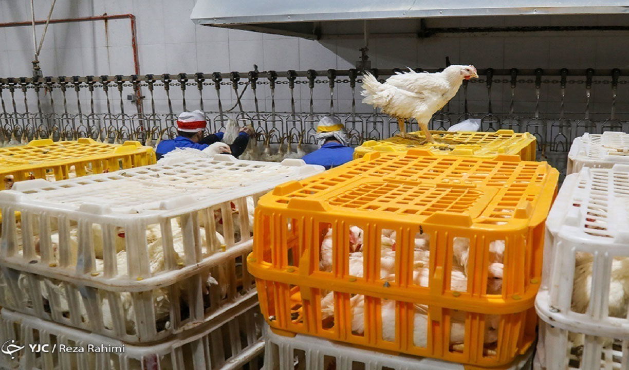 نوسانات بازار مرغ فروکش می‌کند