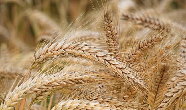 رشد ۳۰ درصدی تولید گندم با عرضه کودهای یارانه‌ای