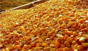 تولید ۱۰ تا ۱۲ هزار تن بذر ذرت در سال/ کشت ذرت دانه‌ای مغفول مانده است