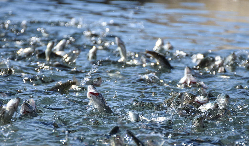 صادرات ۴ هزارتن ماهی قزل آلا/ ممنوعیت فعالیت مزارع پرورشی کنار رودخانه‌ها