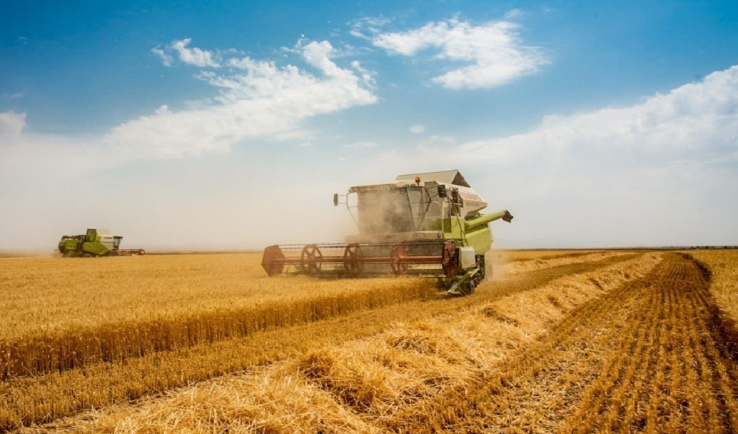 انتظار تعیین تکلیف قیمت گندم به سر می‌رسد