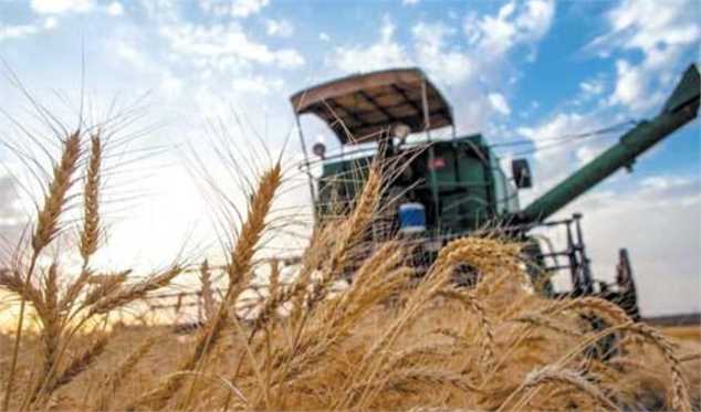 برنامه‌ریزی برای تولید ۱۴ میلیون تن گندم در سال زراعی جاری