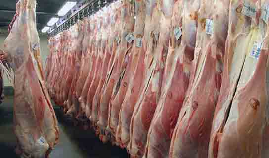 اضافه شدن گوشت گرم گوساله و گوسفندی در کالابرگ/ هزینه تولید گوشت چگونه کاهش می‌یابد؟