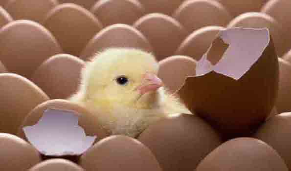 تامین نیاز مرغ کشور با 130 میلیون قطعه‌ جوجه‌ریزی ‌