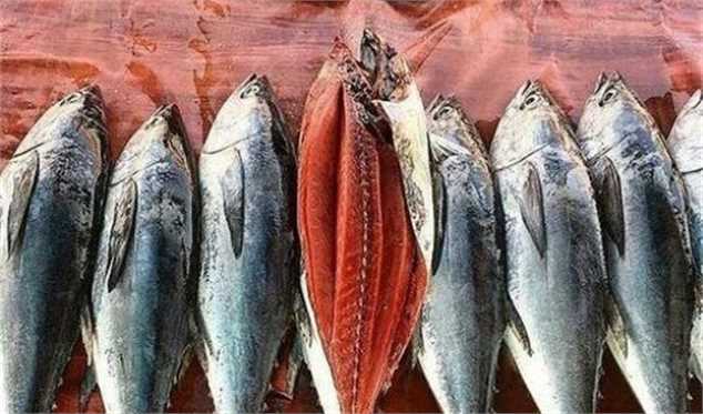 فروش ماهی تن صید داخل ۳۰ درصد گران‌تر از قیمت جهانی/ لزوم تسهیل واردات برای تنظیم بازار تن ماهی