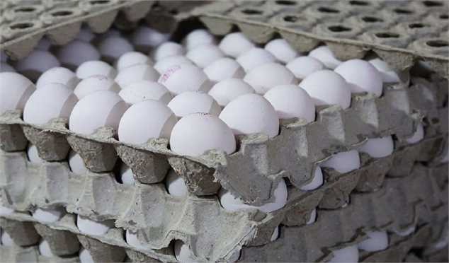 صادرات تخم‌مرغ به ۱۱۰ هزار تن رسید