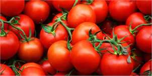 افزایش عرضه گوجه‌فرنگی تا اواسط آذر
