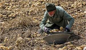 چرا تولید مازاد سیب‌زمینی داریم؟/ رفع مشکلات نیازمند تمهیدات وزارت جهاد کشاورزی است