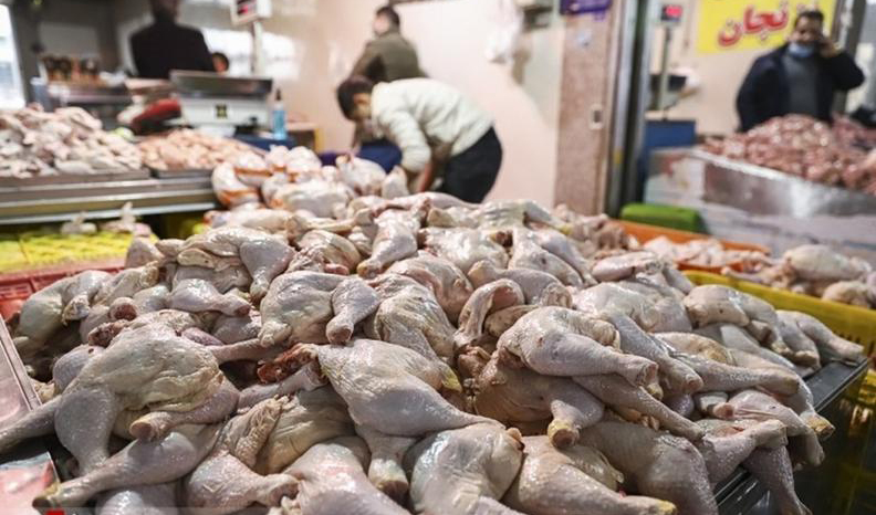 دولت برای ذخیره‌سازی و صادرات 40 هزار تن مرغ مازاد‌ برنامه‌ریزی کند‌