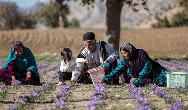 نیمی از زعفران ایران در جیب سوداگران