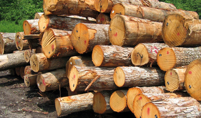 سالانه ۶ میلیون متر مکعب چوب مورد نیاز صنایع است