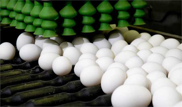 سرانه مصرف تخم‌مرغ به متوسط دنیا رسید