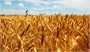 تولید گندم به بالای ۱۳ میلیون تن می‌رسد