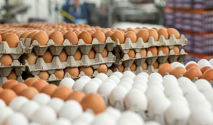 صادرات 130 هزار تن تخم‌ مرغ برای نخستین بار در کشور