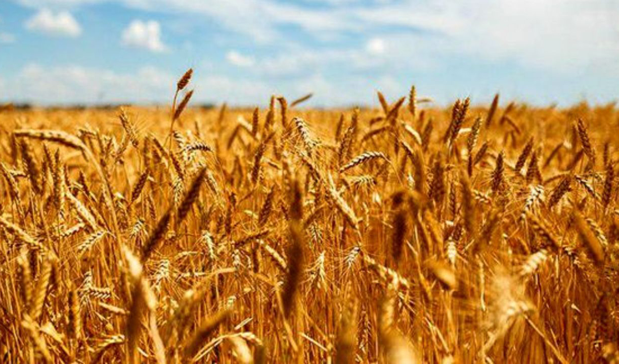 قیمت گندم امروز دنیا ۶۰ درصد قیمت خرید تضمینی داخلی است