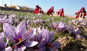 با رفع موانع صادراتی بیش از ۳۰۰ تن زعفران صادر می‌شود