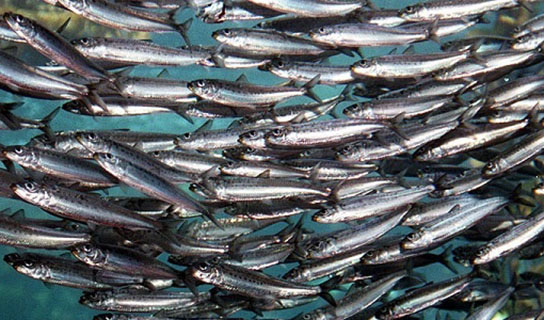 افزایش ۸ درصدی تولید آبزیان/ رهاسازی ۵۰۰ میلیون قطعه بچه ماهی