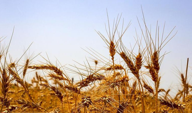 ایران به مرز خودکفایی گندم می‌رسد