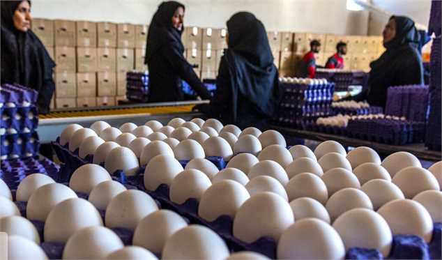 فروش تخم مرغ زیر قیمت مصوب سال گذشته/ صادرات ۲۰ هزار تن در فروردین امسال
