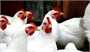 مجوز صادرات ۱۷ هزارتن گوشت مرغ مازاد صادر شد/ نیازی به واردات مرغ نداریم