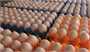 صادرات نخستین محموله تخم مرغ به روسیه در هفته آینده