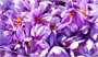 ۵۵ کشور مقصد زعفران ایرانی/ افزایش صادرات زعفران با بسته‌بندی و کاهش فروش فله‌ای