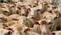 برنامه‌ریزی برای افزایش تولید گوشت قرمز/ صادرات بیش از ۴۰۰۰ تن مرغ در سال جاری