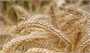 صرفه جویی ۳۵ همتی واردات گندم با خودکفایی در تولید